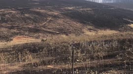 Surviving emu walks scorched earth of New South Wales, Australia