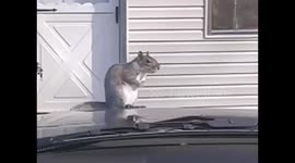 a squirl that was sitting on hood of my car