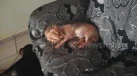 Dreaming Yorkie
