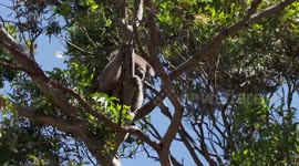 Koala anxiously hangs onto eucalyptus tree branches in a strong wind (part two)