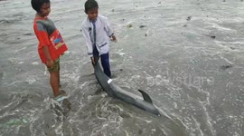 Dolphin washes up on Indonesian beach with injuries sustained from plastic waste