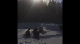 Horses trying to run after a big snowfall in northen Slovakia