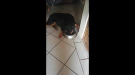 Lazy Rottweiler