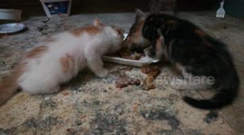 Twins Kitties Eats Fried Chicken Bones