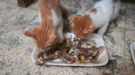Hungry Little Kitties Eats Lunch Bones