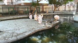 Special Pelican Birds In Giza Zoo