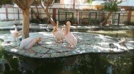 Pink Pelican Habitats Cleans Off Morning Lake