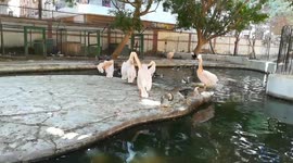 Pelican Birds Fresh Feather In Special Show