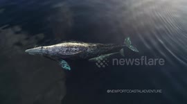 Rare Drone Video of Gray Whale Nursing California