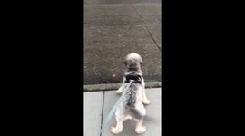 Baxter The Dog Barking While On A Walk