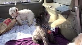 Winston The Dog Barks Demanding To Know Where His Hamburger is.