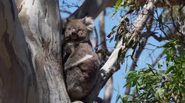 Mother koala sitting in tree with her baby cradled in her arms