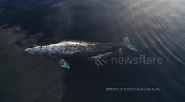 Rare drone footage shows grey whale calf drinking milk from mother