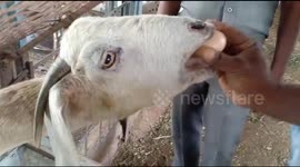 Unique goat in south-east India has daily diet of eggs