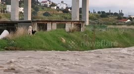 Mother dog and three puppies stranded in flood rescued by brave firemen