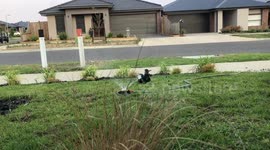 Australian Magpie beating the heat with a run through the sprinkler