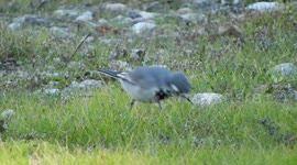 Lavandera Blanca preciosa comiendo insectos (White Wagtail)