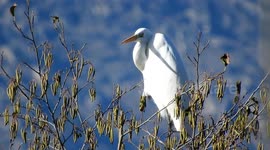 Garceta Grande dominando el valle desde su atalaya (great egret)