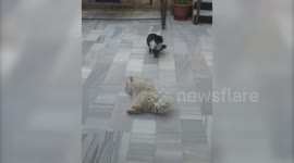 Cats play with each other