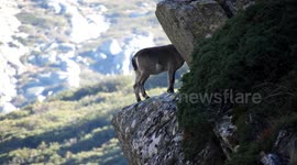 Cabra Montés se escurre. Aparece un buen Macho. Sierras de Ávila. Ibex. Mountain Goat
