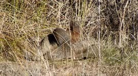 Meloncillos al sol acicalándose. (Iberian mongoose) (herpestes ichneumon)