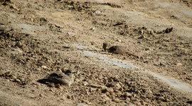 Baños de arena de dos cogujadas comunes (crested lark) (galerida cristata)