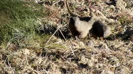 Dos Meloncillos se acercan a la cámara y ven algo raro. (Iberian mongoose)