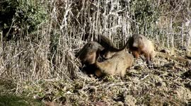 Familia de Cuatro Meloncillos se esconde en el matorral (Iberian Mongoose) (Herpestes ichneumon)