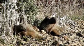 Familia de Mangostas Europeas (Meloncillos) se desparasitan y acicalan. (Mongoose)