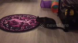 New Hiding Spot - Cat Crawls Under Rug