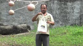 Chimpanzee choses fabric tote bag instead of plastic at zoo in Thailand