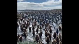 'One of the biggest king penguin colonies in the world' found on South Georgia island in the southern Atlantic Ocean