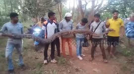 18-foot-python recovered from nest of snakes trapped in underground piping in India