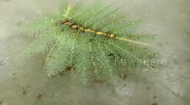 Unusual Feather-Like Caterpillar Spotted In Cambodia