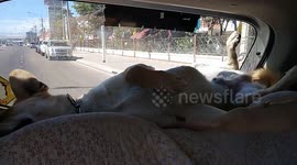 Sleepy Dog Naps Behind Back Seats On Car Journey