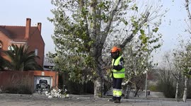 A woman cuts branches with telescopic handsaw