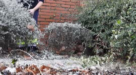 Woman prunning a hedge with scissors