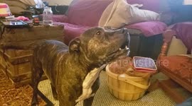 Excitable dog loses all composure when she hears owners say 'walk' in their conversation