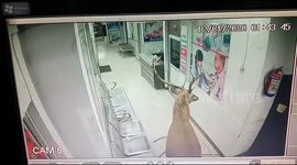 North Indian hospital gets unexpected visit as swamp deer is chased in by stray dogs