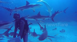 Scuba divers swarmed by sharks in 'feeding frenzy' off the coast of The Bahamas