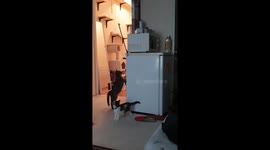 'Big sister to the rescue!' Cat retrieves toy stuck on top of fridge for younger sibling