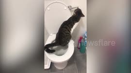 Baffled hairdresser films cat using bathroom toilet like a person