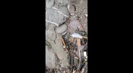 Storm Brendan washes up Dangerous Portuguese man o war jellyfish, South Devon Coast uk