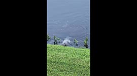 Delightful manatees enjoy a snack in South Florida backyard