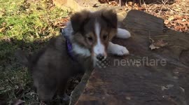 Meet Quinn: The newest edition for a Family in Cleveland