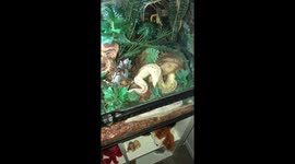 Python owner surprised when serpent farts 'louder than any human' they've heard before