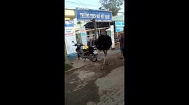 People surprised by man in Vietnam walking his ostrich down the street