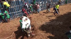 with start of the Pongal festival, the sport of Jallikattu also kicked off at Avaniyapuram in Madurai in Southern India.