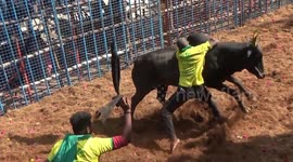 32 injured as India's annual bull-taming sport Jallikattu begins