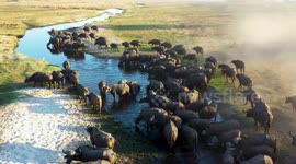 Incredible drone footage captures herds of majestic animals migrating across southern Africa